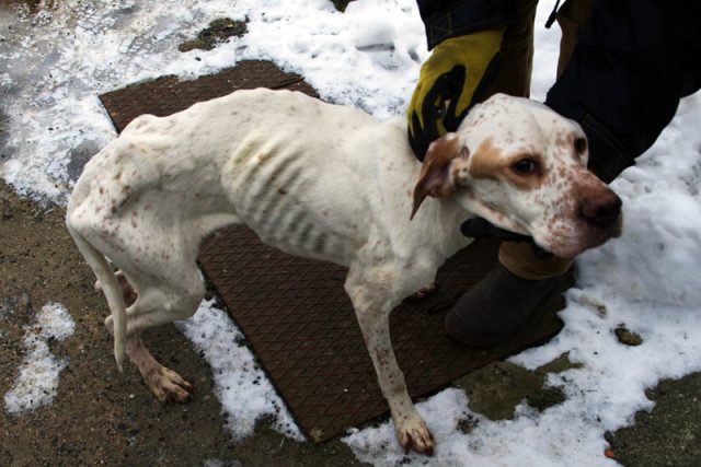 Týraný pes  (ilustrační foto) | foto: Miroslav Zimmer