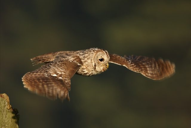 Puštík obecný v letu  (ilustrační foto) | foto: licence Creative Commons Attribution-ShareAlike 3.0 Unported,  Martin Mecnarowski