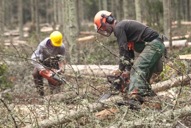 V Pardubickém kraji vichřice Herwart napáchala škody hlavně na Svitavsku  (ilustrační foto) | foto: Filip Jandourek