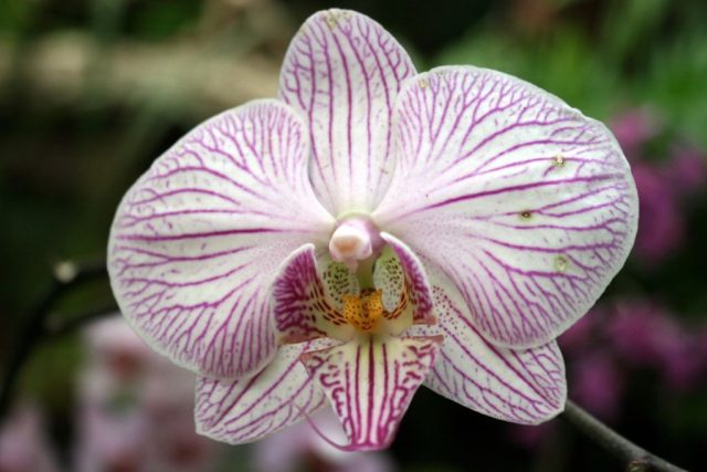 Orchidej,  ilustrační foto | foto: Stock Exchange,  Adrian Rodri­guez