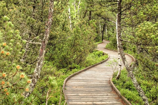 Les mohou návštěvníci procházet po pohodlném dřevěném chodníku  (ilustrační foto) | foto: Jan Rosenauer