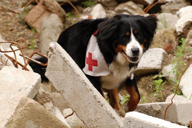 Záchranný pes vycvičený na hledání v sutinách  (ilustrační foto)