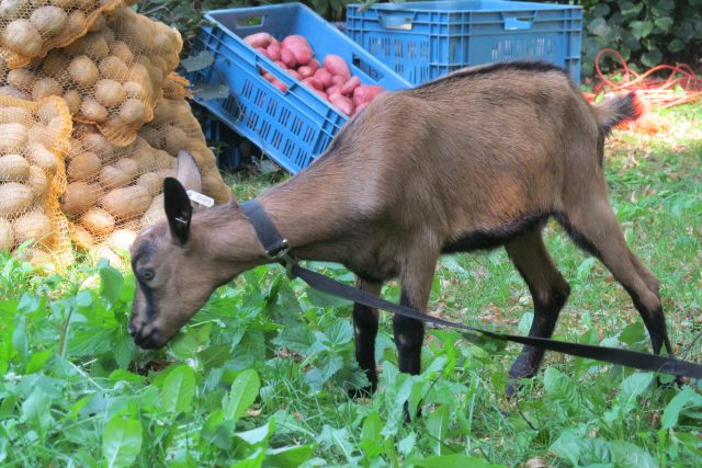 Hnědé krátkosrsté kozy chovají na farmě v Prosetíně na Chrudimsku. Ilustrační foto | foto: Pavel Kozler,  Český rozhlas