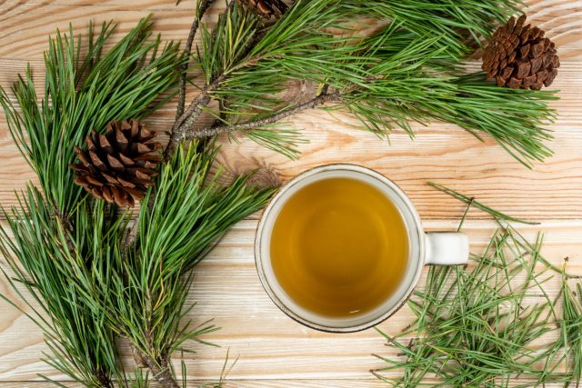 Čaj z borovicového jehličí | foto: Shutterstock