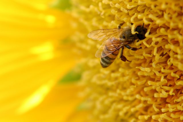 S příchodem čerstvého nektaru i pylu se plodování matky prudce zvyšuje | foto: Stock Exchange