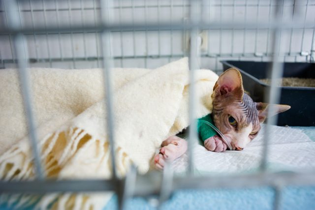 Kočky jsou náchylné k různým infekcím  (ilustrační foto) | foto: Czech  Press Photo