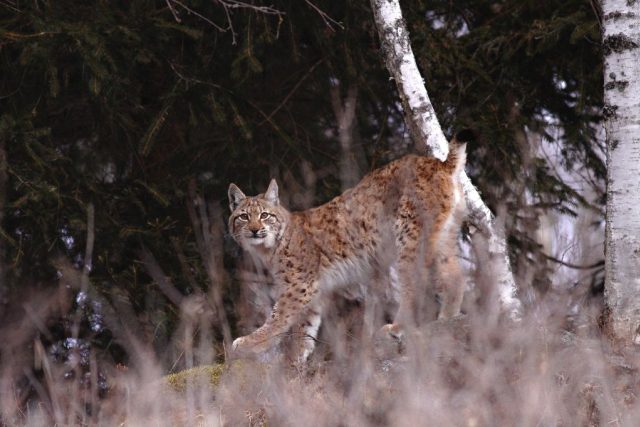 Rys ostrovid | foto: Marek Drha