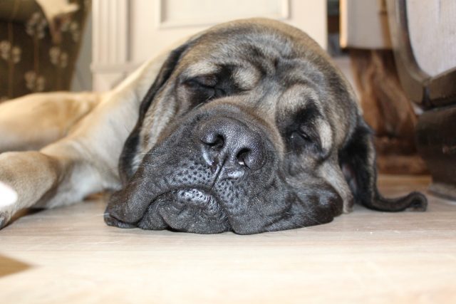 Nemocný pes  (ilustrační foto) | foto: CC0 Public domain,  Fotobanka Pixabay
