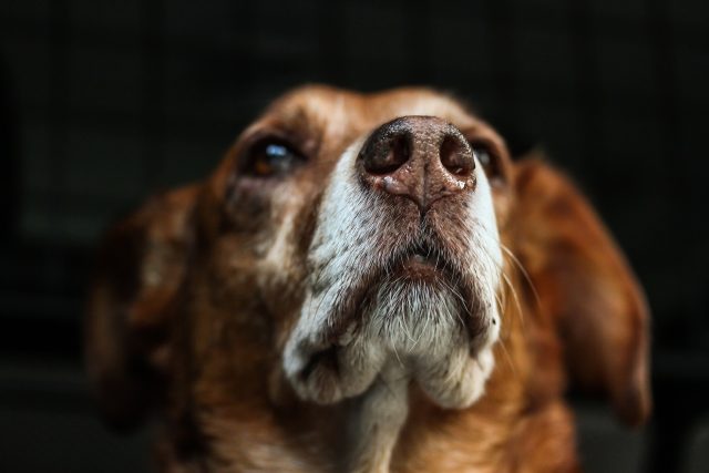 Starší pes nesmí být rozmazlený,  jinak nováčka nepřijme | foto: CC0 Public domain