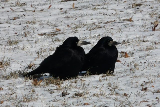 Pardubicko je zimovištěm desetitisíců černých ptáků  (ilustrační foto) | foto: Jiří Šafránek