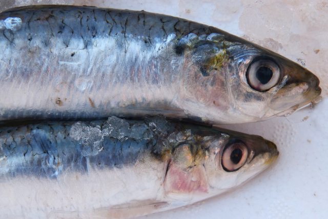 sardinky,  sardinka,  ryby | foto: CC0 Public domain