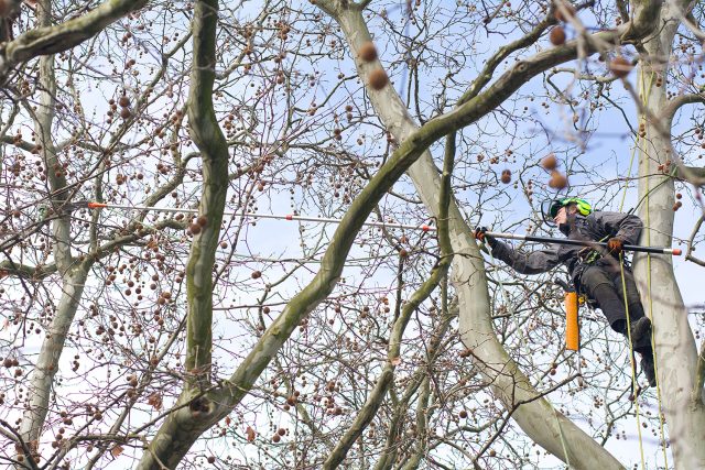 Lezci shazují v Chrudimi havraní hnízda | foto: Honza Ptáček,  Český rozhlas