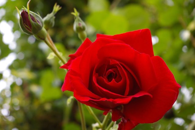 Některým růžím se daří v určitých regionech lépe,  než v jiných | foto: Fotobanka Pixabay