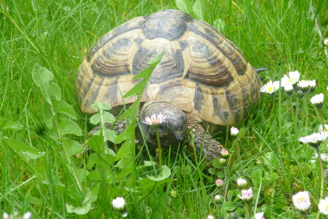 Želvám se daří lépe na zahradě než v bytě | foto: Iveta Kalátová