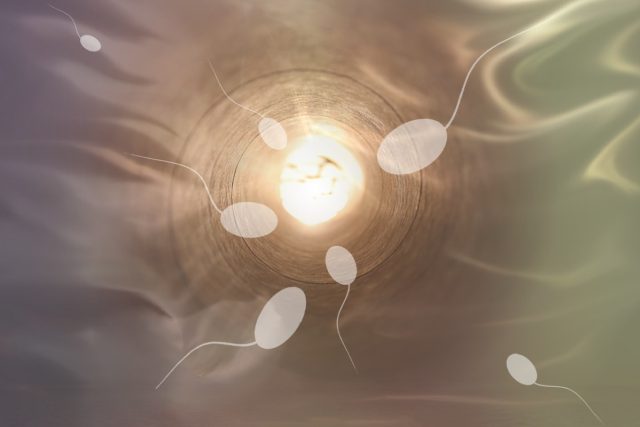 spermie | foto: Fotobanka Pixabay