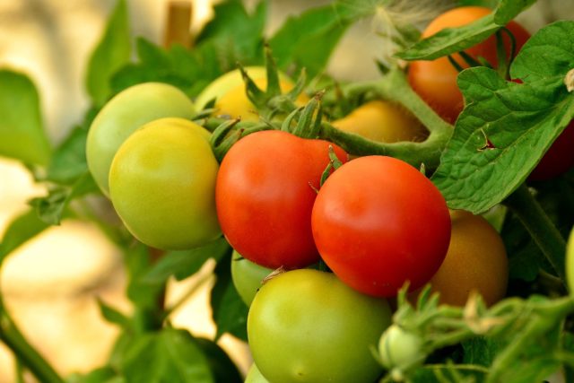List rostlině dodává život. U rajčat se odstraňují jen ty špatné spodní listy | foto: Fotobanka Pixabay