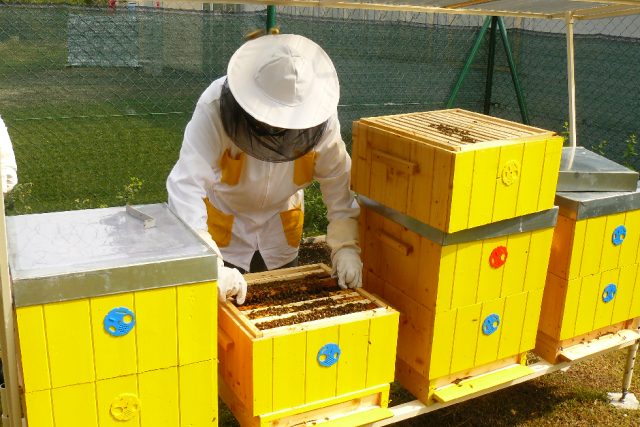 Lidé si stále více uvědomují,  jak jsou včely pro nás důležité | foto: Tomáš Mařas,  Český rozhlas