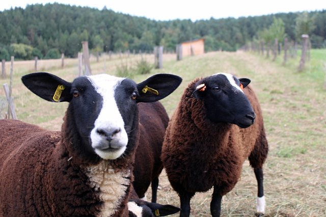 Tři prasata a dvě ovce netrpělivě očekávají krmení | foto: Jonáš Zbořil,  Český rozhlas