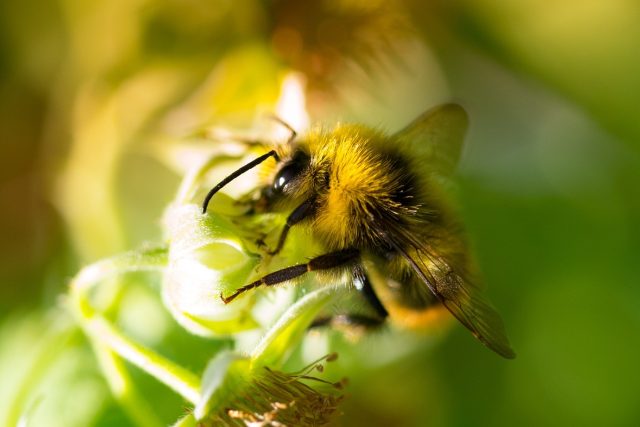 Čmelák je blízký příbuzný včel | foto: CC0 Public domain,   Skitterphoto,   pixabay.com