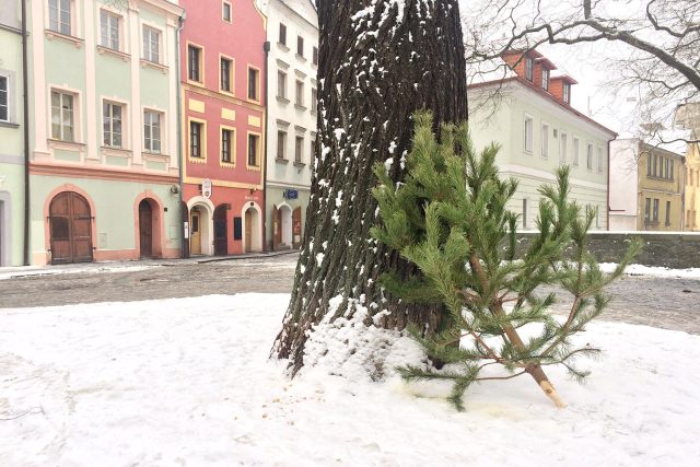 Vyhozený vánoční stromek | foto: Honza Ptáček,  Český rozhlas