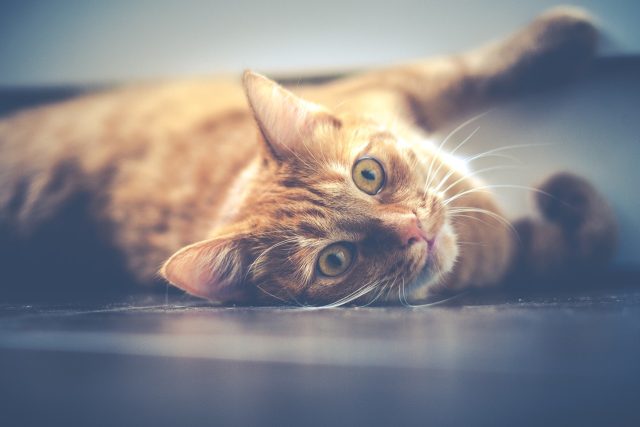 Na jaře přibývá počet kastrací koček i psů ve veterinárních ordinacích  (ilustrační foto) | foto: Fotobanka Pixabay