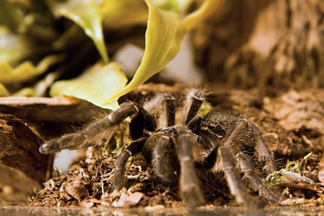 Pavouk v teráriu  (ilustr. foto) | foto: Jaroslav Hoření,  Český rozhlas