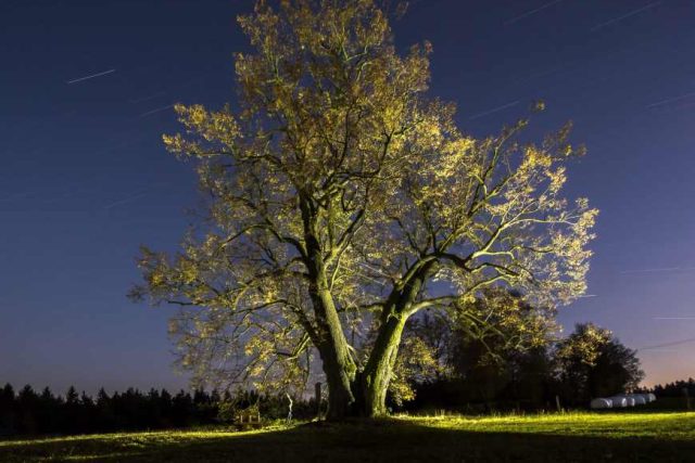 Česká lípa z Lipky skončila v letošním ročníku o nejkrásnější evropský strom třetí | foto:  Reprofoto,  Evropský strom roku