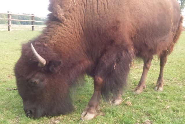 Býci bizonů amerických mohou v plné síle vážit ve volné přírodě až jeden a půl tuny.  | foto: Jiří Fremuth,  Český rozhlas