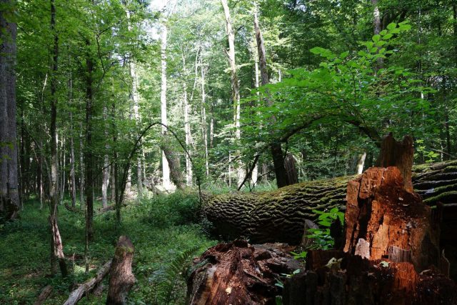 Bělověžský prales | foto: Viktor Daněk,  Český rozhlas,  Český rozhlas