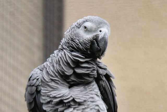 Král papoušků - papoušek šedý žako | foto: Jakub Labský