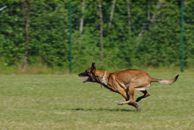 Belgický ovčák je prý jedním z nejvhodnějších psů pro výcvik  (ilustrační foto) | foto: Creative Commons CC0 1.0 Universal,  Fotobanka Pixabay