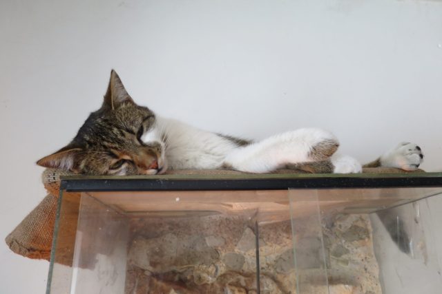 Kočky žijí v Pohádkové zahradě v symbióze s hady i papoušky | foto: Jitka Slezáková,  Český rozhlas