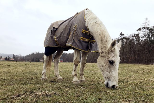 V Rabštejnské Lhotě mají útulek pro koně | foto: Josef Kopecký,  Český rozhlas