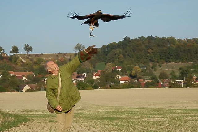 Volné létání se sokolníkem Luborem Křivkou a kání Harrisovou Zuzankou | foto: Mirka Křivková