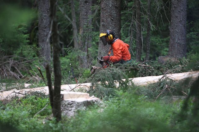 Kácení kůrovcem napadených stromů | foto: Profimedia