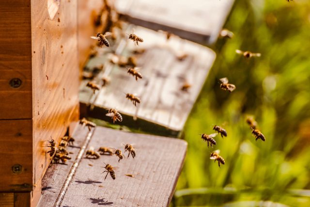 Pardubický včelař přišel o 75 včelstev | foto: Pixabay