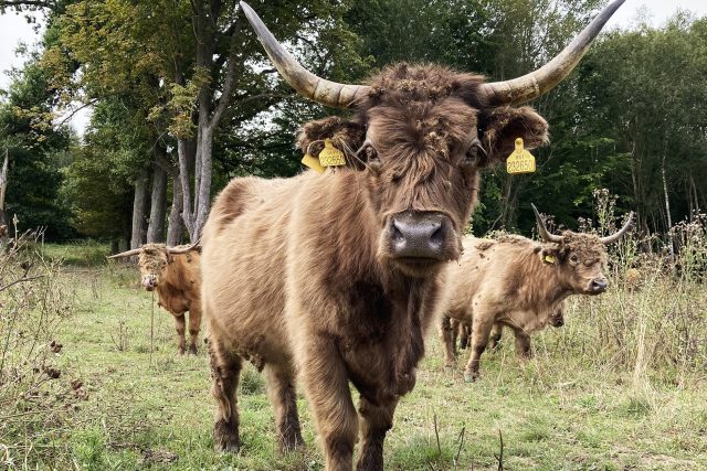 Skotský náhorní skot budí respekt | foto: Josef Kopecký,  Český rozhlas