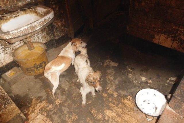 Psi žili v kůlnách bez denního světla. Veterináři zvířata majiteli zabavili | foto: Státní veterinární správa