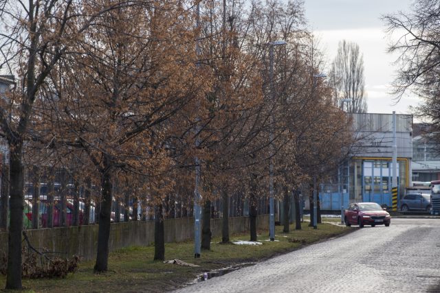 Lípy v ulici K Vápence v Pardubicích se město pokusí přesadit | foto: Josef Vostárek,  ČTK