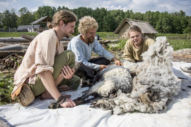 Stříhání ovcí v Keltském archeoskanzenu Nasavrky | foto: Jiří Kalát