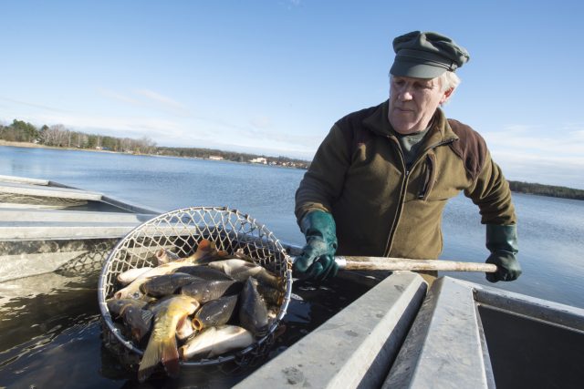 Rybáři po nákaze herpes virem vrací ryby do rybníka Buňkov | foto: Josef Vostárek,  ČTK