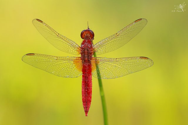 Vážka červená,  sameček | foto: Hana Balašová