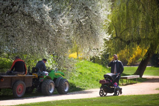 Pracovníci služeb města upravují zeleň v Tyršových sadech v Pardubicích | foto: Tomáš Kubelka,  město Pardubice