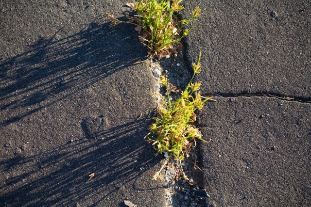 Plevel na chodníku | foto: Profimedia