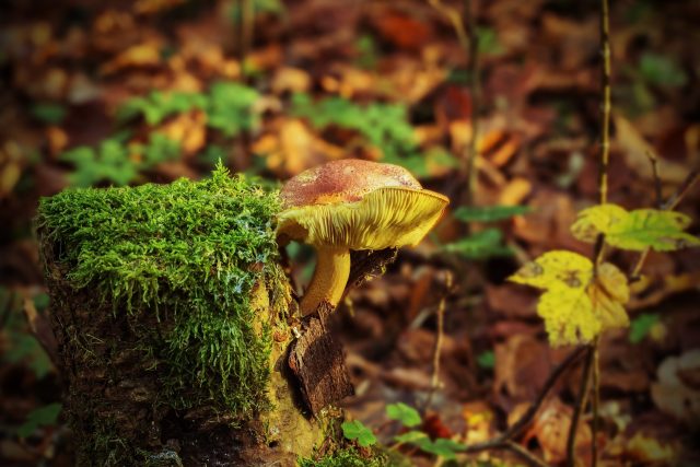 Nejste si jisti nalezenou houbou? Využijte k určení mykologickou poradnu | foto: Fotobanka Pixabay