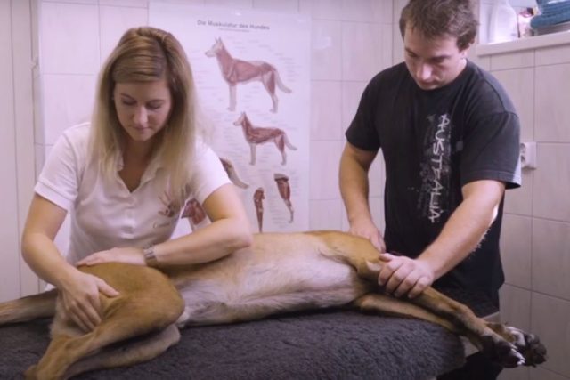 Stephanie Kašparová a fyzioterapie zvířat | foto: Canine Centrum