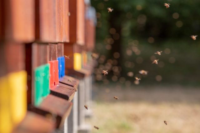 Medová úroda je tzv. sklizená a včelaři musí včely nakrmi  (ilustrační foto) | foto: Josef Růžička