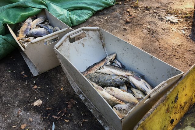 Rybáři loví z rybníka Buňkov mrtvé ryby. Jsou nakažené herpes virózou | foto: Ondřej Wolf,  Český rozhlas