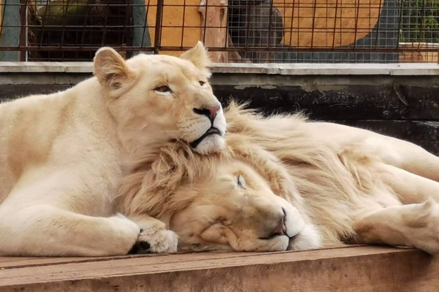 K velkým atrakcím parku ve Chvojenci patří pár bílých lvů,  Sněženka a Forest | foto: Zoopark Kočkovité šelmy Chvojenec