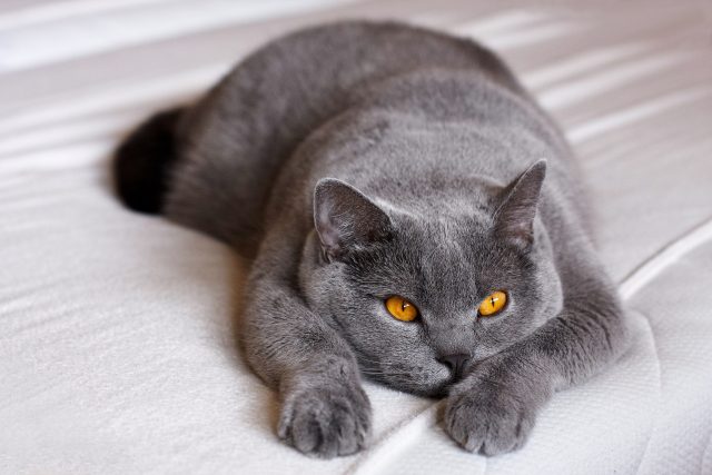 Britská modrá kočka | foto: Fotobanka Pixabay
